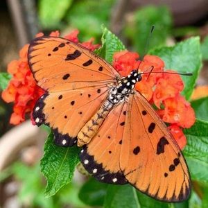 Meet your Posher, Rachelle